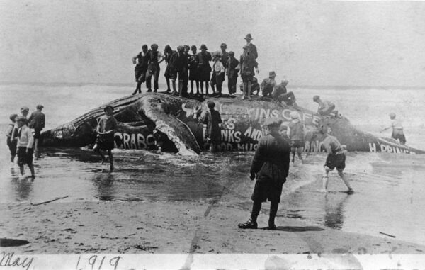 From The Western Neighborhoods Project: Ocean Beach. People posing atop dead whale (Courtesy of a Private Collector)